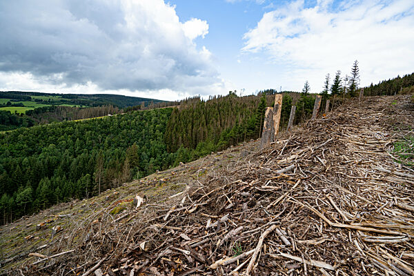 Waldsterben durch Trockenheit und Borkenkäferbefall, kahle Hänge mit abgesägten Baumstümpfen. Symbolfoto.