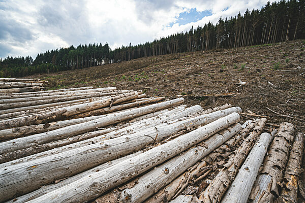 Waldsterben - aufgeschichtetes Stammholz am Rande einer wegen Borkenkäferbefall gefällten Waldfläche, Symbolfoto.