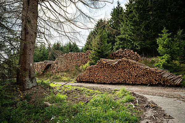 Waldsterben durch Borkenkäfer und Dürre, aufgeschichtetes Käferholz steht am Wegrand bereit für Abtransport.