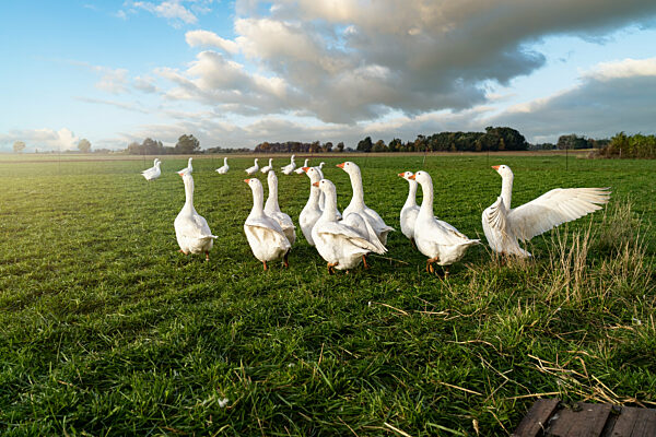 Haltung von Gänsen - weiße Hausgänse verlassen am Morgen freudig ihren kleinen Stall und laufen auf die Weide.