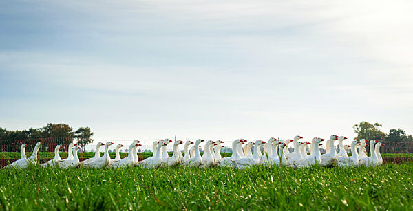 Hausgänse laufen auf einer Weide im Gänsemarsch hintereinander her, Bildzuschnitt im Bannerformat.