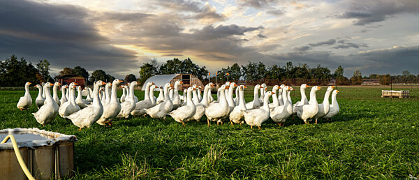 Landwirtschaftliche Idylle - Gänse auf einer Gänseweide vor einem malerischen Abendhimmel, Bildzuschnitt im Bannerformat.