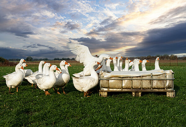 Kleine Gruppe Hausgänse auf einer Weide an einem Wasserbecken.