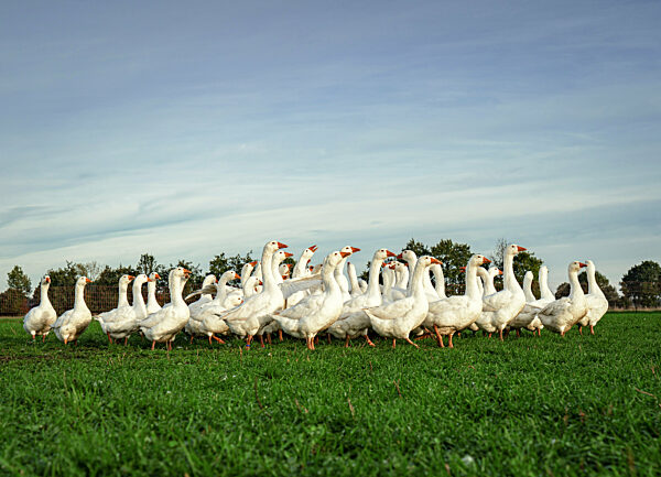Gänsehaltung im Freien - große Gruppe schöner, weißer Hausgänse stehen dicht nebeneinander auf der Gänseweide.