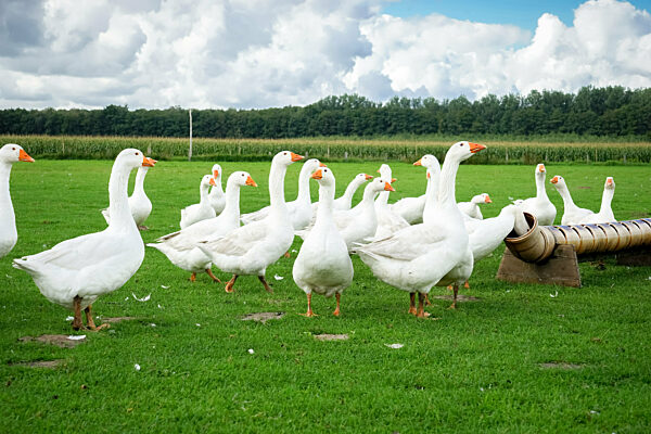 Freilaufende Gänse auf einer Wiese am Futterplatz.