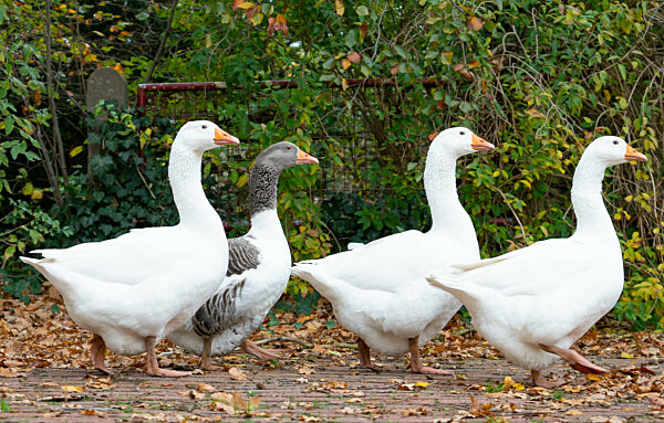Gänsehaltung, Pommerngans zusammen mit weißen Hausgänsen spazieren auf einem Bauernhof - Nahaufnahme.