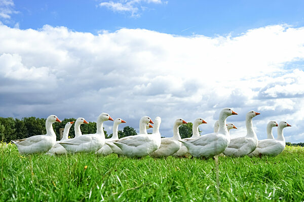 Freilaufende Gänse auf einer Wiese aus der Froschperspektive.