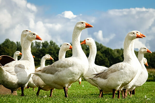 Freilaufende Gänse auf einer Wiese aus der Froschperspektive.