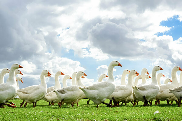Freilaufende Gänse schreiten stolz auf einer Wiese umher, Froschperspektive.