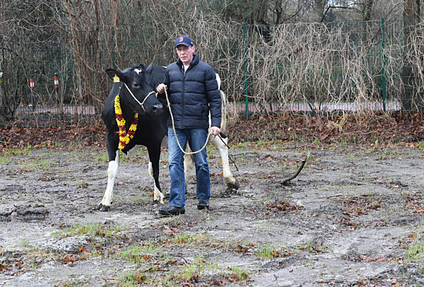 Kuh prüft Grundstück für neuen Hindu-Tempel