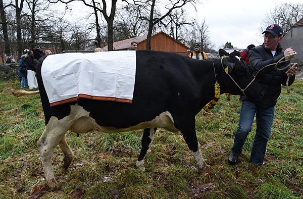 Kuh prüft Grundstück für neuen Hindu-Tempel