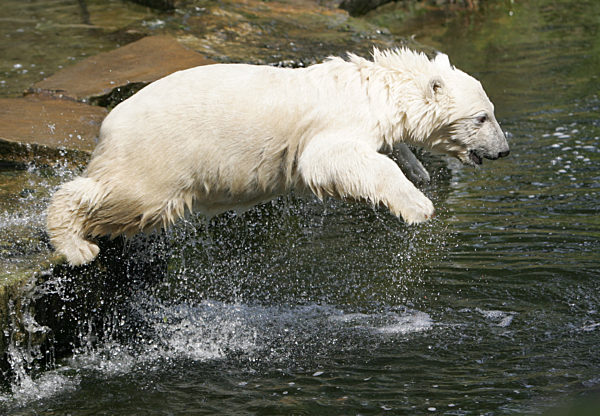 In das erfrischende Nass springt Eisbärjunge Knut am Donnerstag (26.07...