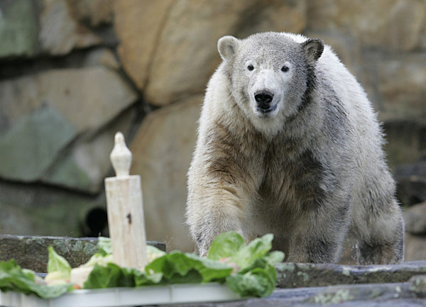 Seine Geburtstagstorte im Visier hat Eisbär Knut am Mittwoch (05.12...