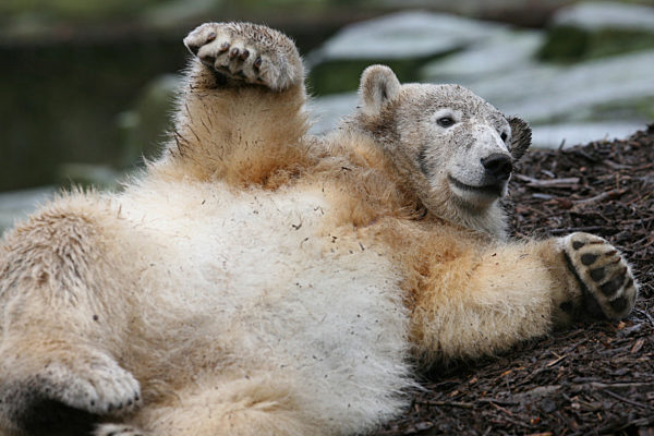 Seinen ersten Geburtstag feiert Eisbär Knut am Mittwoch (05.12...