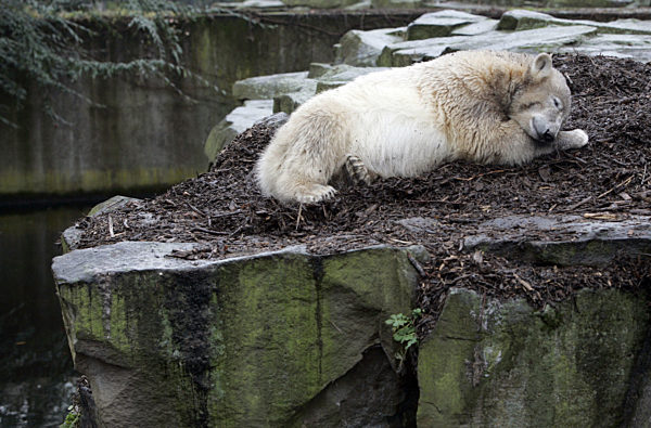 Feiern macht müde - der weltweit bekannte Eisbär Knut aus dem Berliner Zoo...