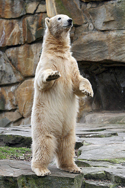Ausschau hält Eisbärenjunge "Knut" am Mittwoch (26.03.2008) im Berliner Zoo...