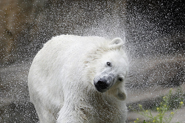 Das Wasser aus seinem Fell schüttelt Eisjunge Knut am Montag (07.07...