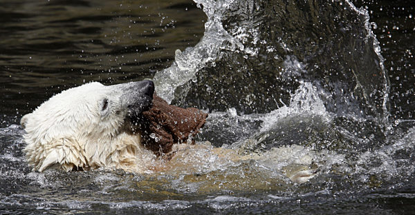 Mit einem braunen Jutesack spielt Eisjunge Knut am Montag (07.07...