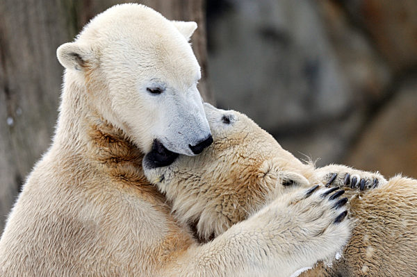 Eisbär Knut mit Gefährtin im Berliner Zoo