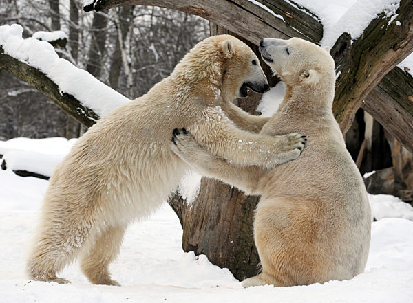 Eisbär Knut mit Gefährtin im Berliner Zoo