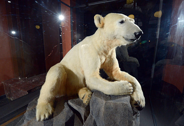 Ausgestopfter Eisbär Knut im Naturkundemuseum