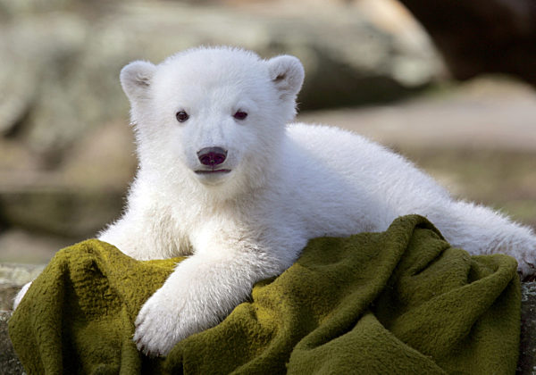 Von vielen Besuchern beobachtet liegt Eisbär Knut am Samstag (24.03...
