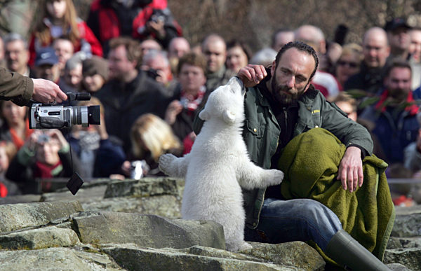 Von vielen Besuchern und einer Kamera im Gehege wird Eisbär Knut mit...