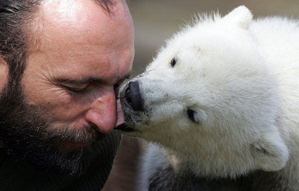 Über das Gesicht seines Pflegers Thomas Dörflein schleckt Eisbär Knut am...