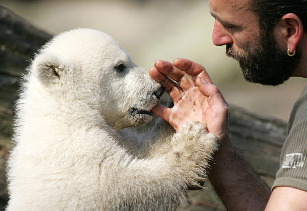 Kinder - Eisbärbaby Knut begeistert Kinder