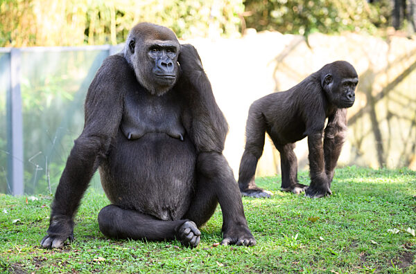 «Gorilla Tracker» im Berliner Zoo
