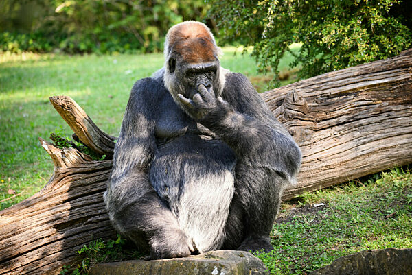 «Gorilla Tracker» im Berliner Zoo