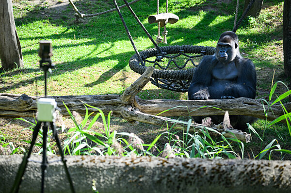«Gorilla Tracker» im Berliner Zoo