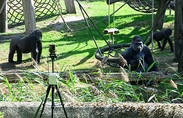 «Gorilla Tracker» im Berliner Zoo