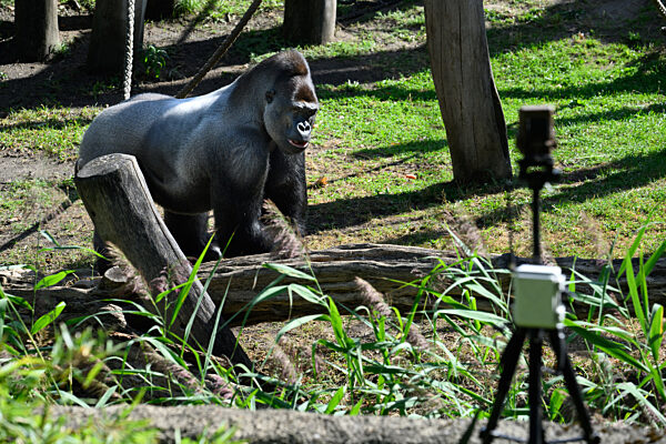 «Gorilla Tracker» im Berliner Zoo