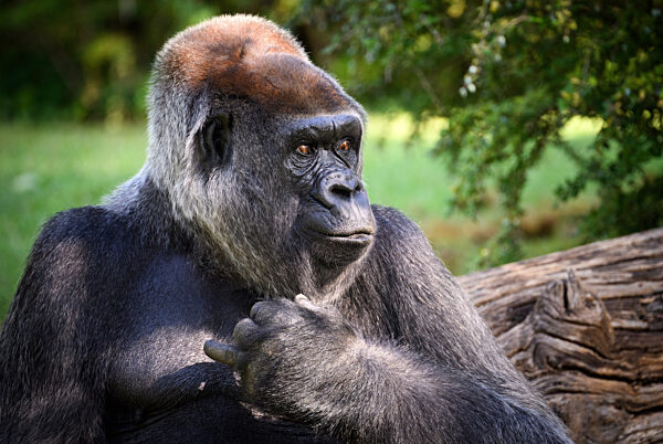 «Gorilla Tracker» im Berliner Zoo