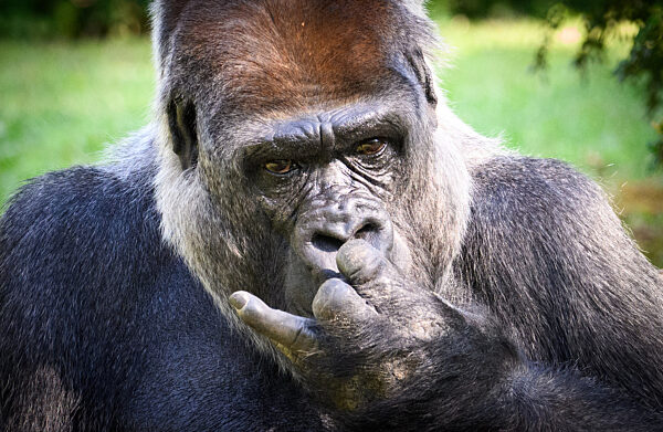 «Gorilla Tracker» im Berliner Zoo