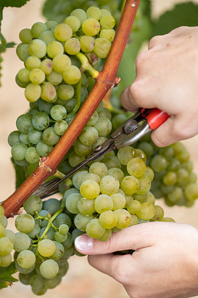 Franconian grape harvest