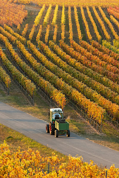 Weinberg in der Abendsonne