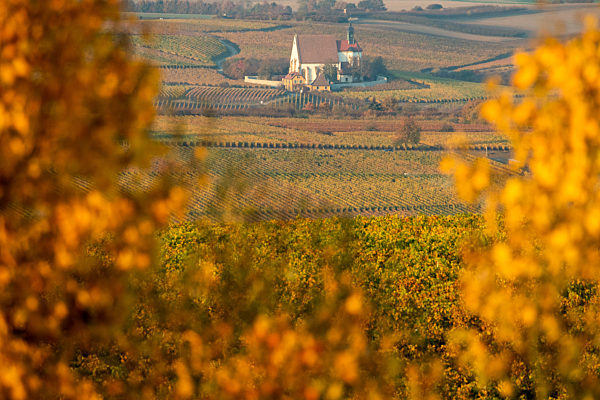 Maria im Weingarten in herbstlichem Weinberg