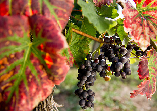 Trauben im Weinberg