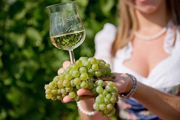 Weinlese in Franken eröffnet