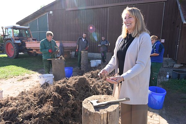 Salbeipflanze Freital