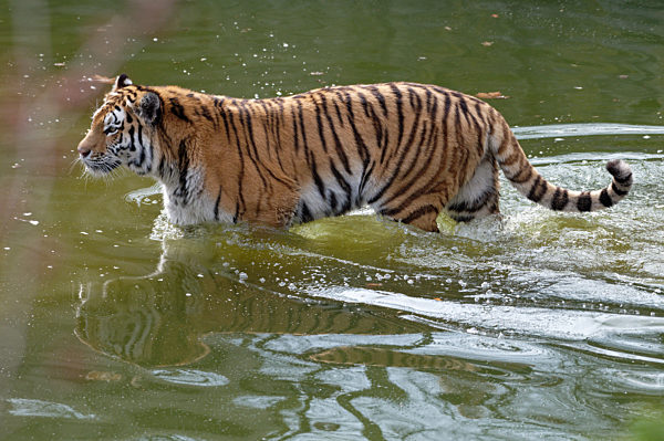 Neuzugang im Kölner Zoo - Sibirisches Tigerweibchen