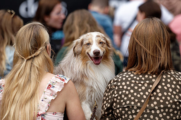 German Petfluencer Awards 2021