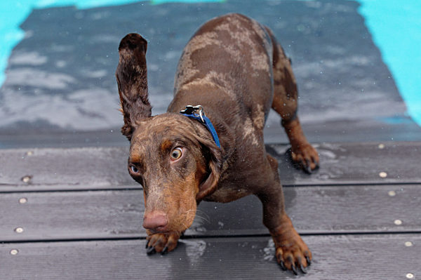 German Petfluencer Awards 2021