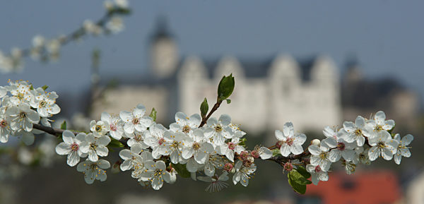 Erste Kirschblüten an der Saale