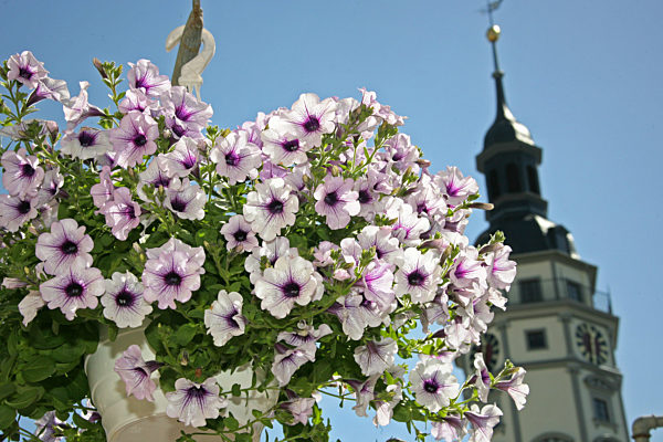 25. Geraer Gärtnermarkttage eröffnet