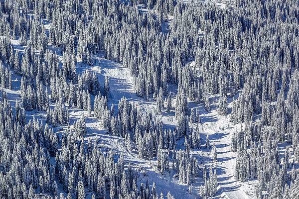 Verschneite Tannen, Wintersportgebiet Portes du Soleil, Haute-Savoie, Frankreich