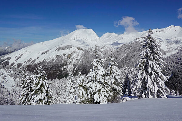 Verschneite Tannen, Wintersportgebiet Portes du Soleil, Haute-Savoie, Frankreich