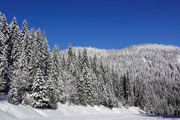 Skipiste Les Rochassons, verschneite Tannen, Wintersportgebiet Portes du Soleil, Chatel, Haute-Savoie, Frankreich